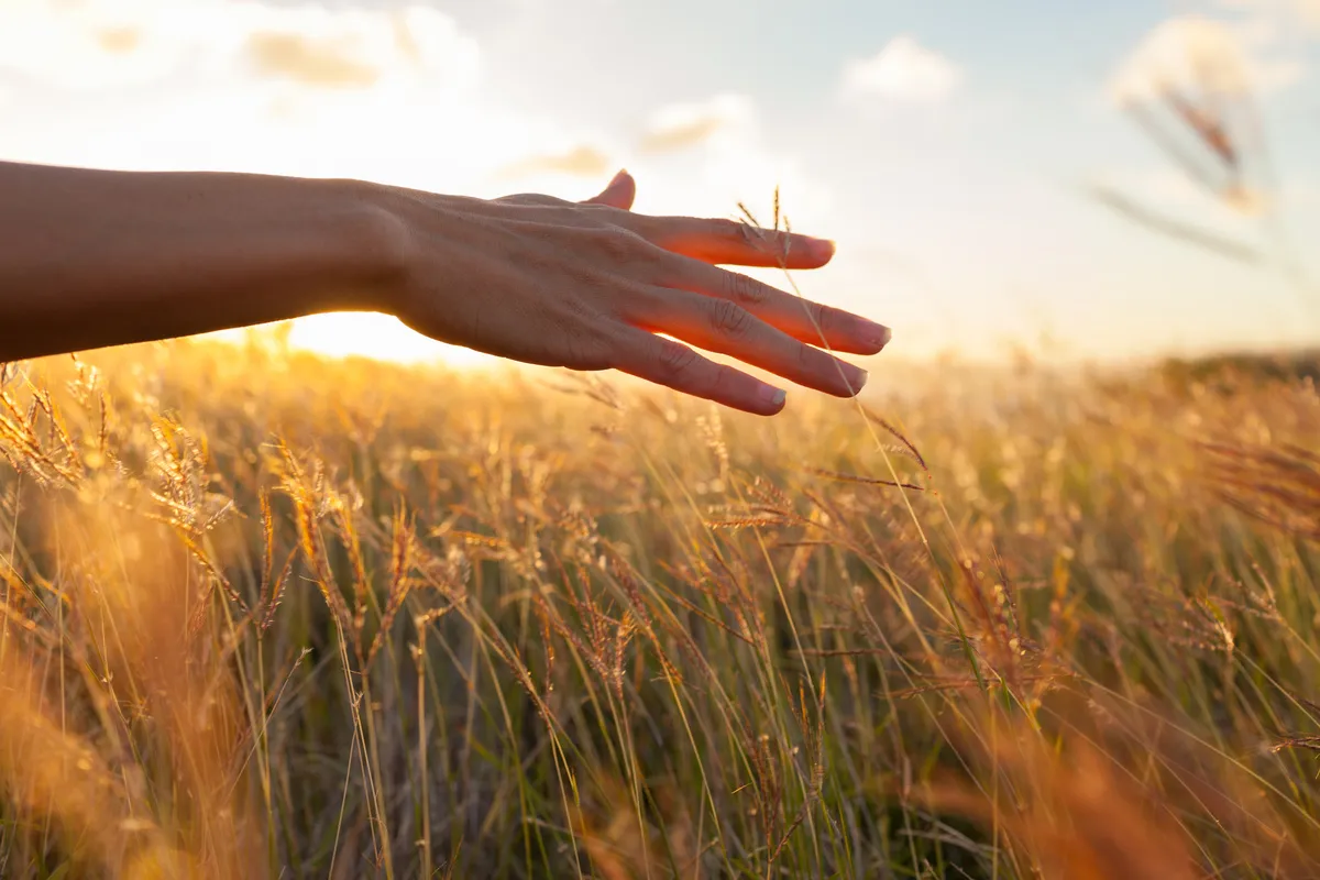 Ursula Zurborg - Hand im Weizenfeld.