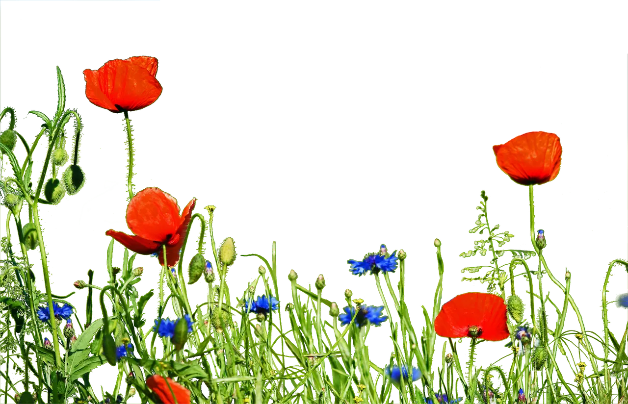 Ursula Zurborg - Blumen